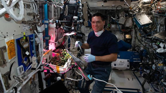 Überraschungsfund: Gemüse auf der Internationalen Raumstation aufgetaucht