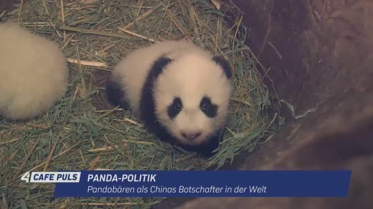 Chinas Panda-Politik