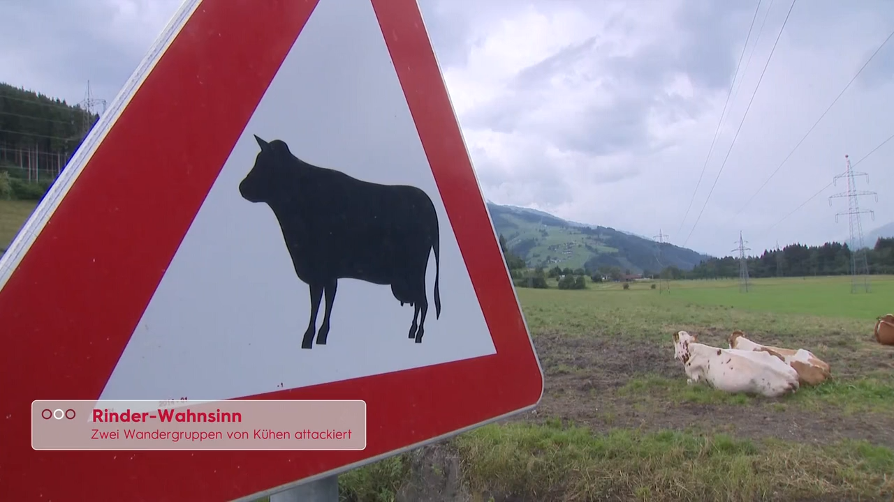 Gefahr auf der Alm: Zwei schwere Kuhattacken an nur einem Wochenende