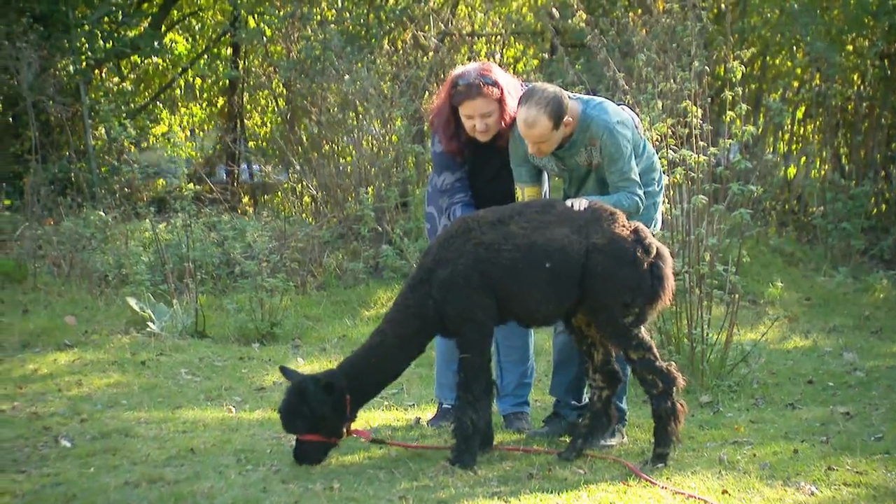 Video: Flauschige Begleiter: Alpakas als Therapeuten