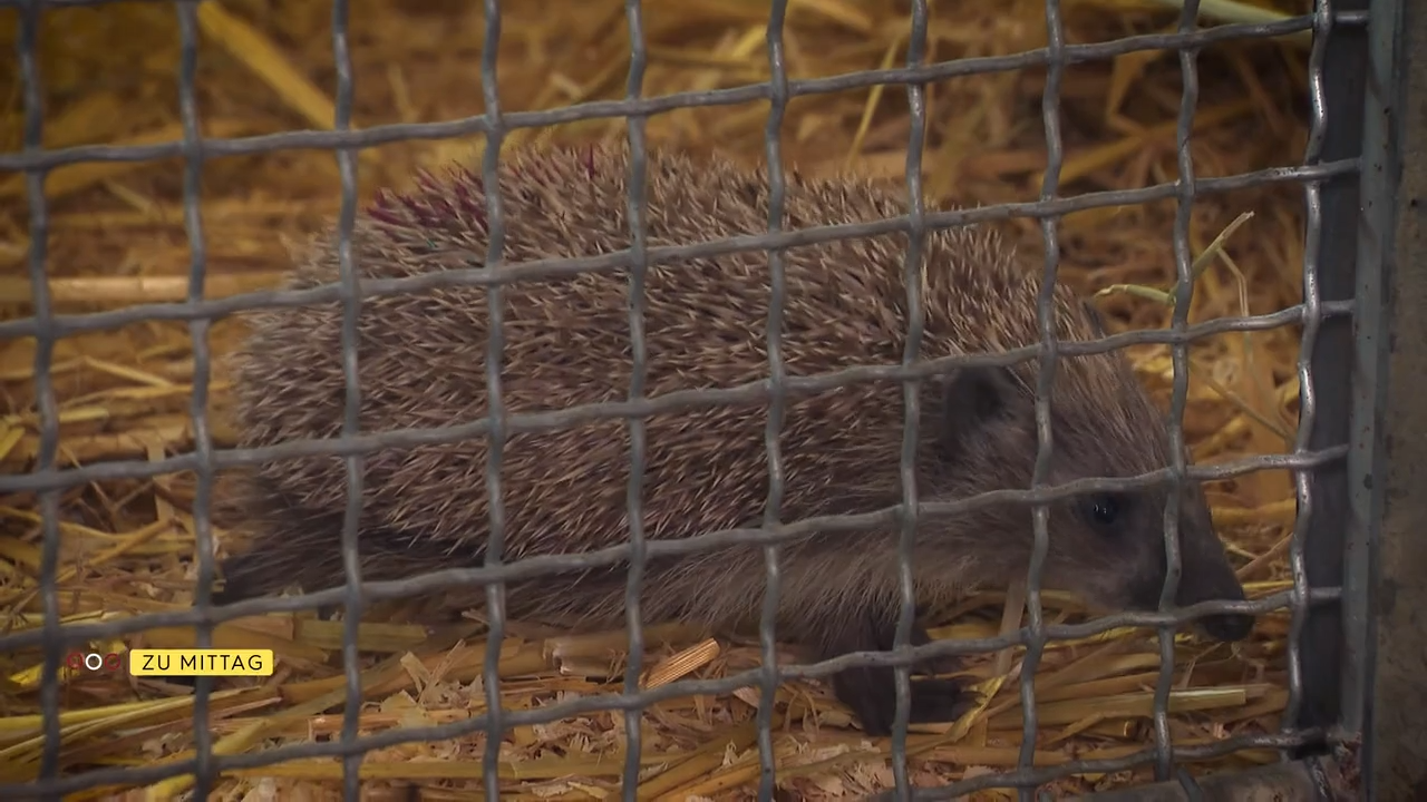 Video: Klimawandel wird zur Falle für Wildtiere