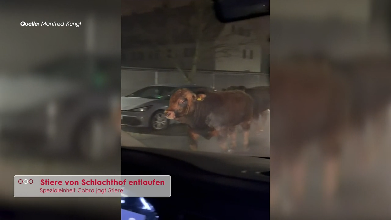 Video: Cobra-Einsatz in Fürstenfeld: Entflohene Stiere nach 19 Stunden erschossen