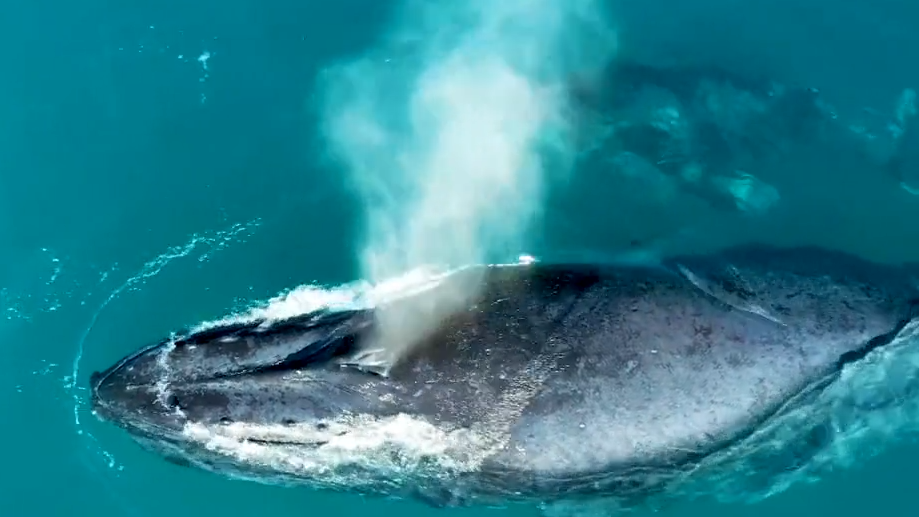Video: Treffpunkt Good News: Höchste Zahl an Walen seit Jahrzehnten