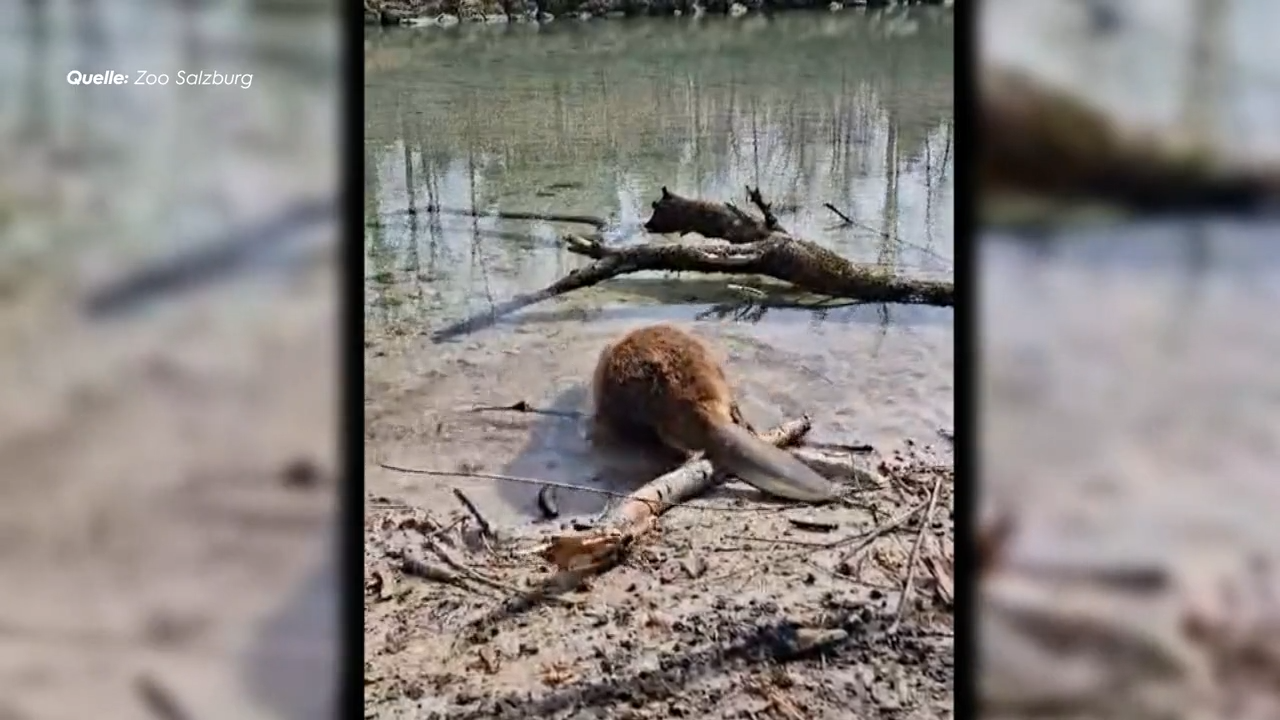 Video: Frau und Biber vom Festspielhaus geborgen
